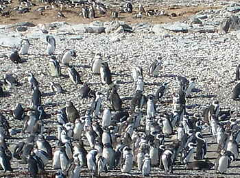 Lüderitz Nest Hotel: Brillnpinguine