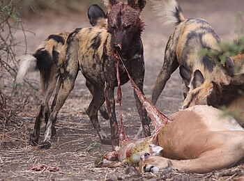 Muchenje Safari Lodge: Wildhunde beim Impalariss