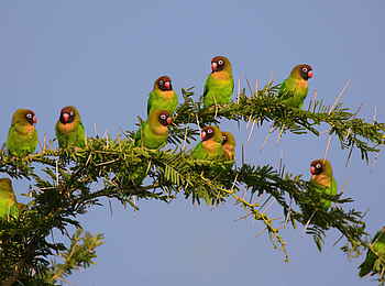 Nanzhila Plains Safari Camp: Black-cheeked Lovebird Nanzhila Plains Safari Camp: Black-cheeked Lovebird