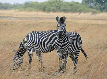 Nkasa Linyanti: Zwei Zebras Nkasa Linyanti: Zwei Zebras