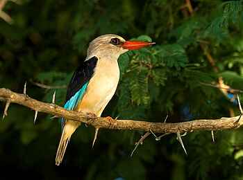 Norman Carr Safaris: Senegalliest