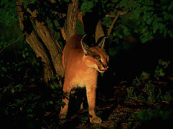Okonjima Plains Camp: Karakal in der Nacht Okonjima Plains Camp: Karakal in der Nacht