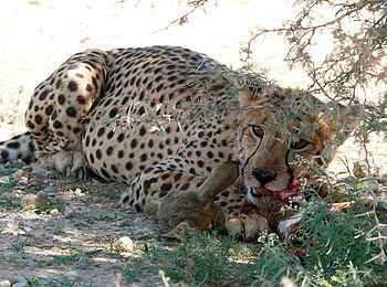 Rooiputs Lodge: Gepard über seiner Beute