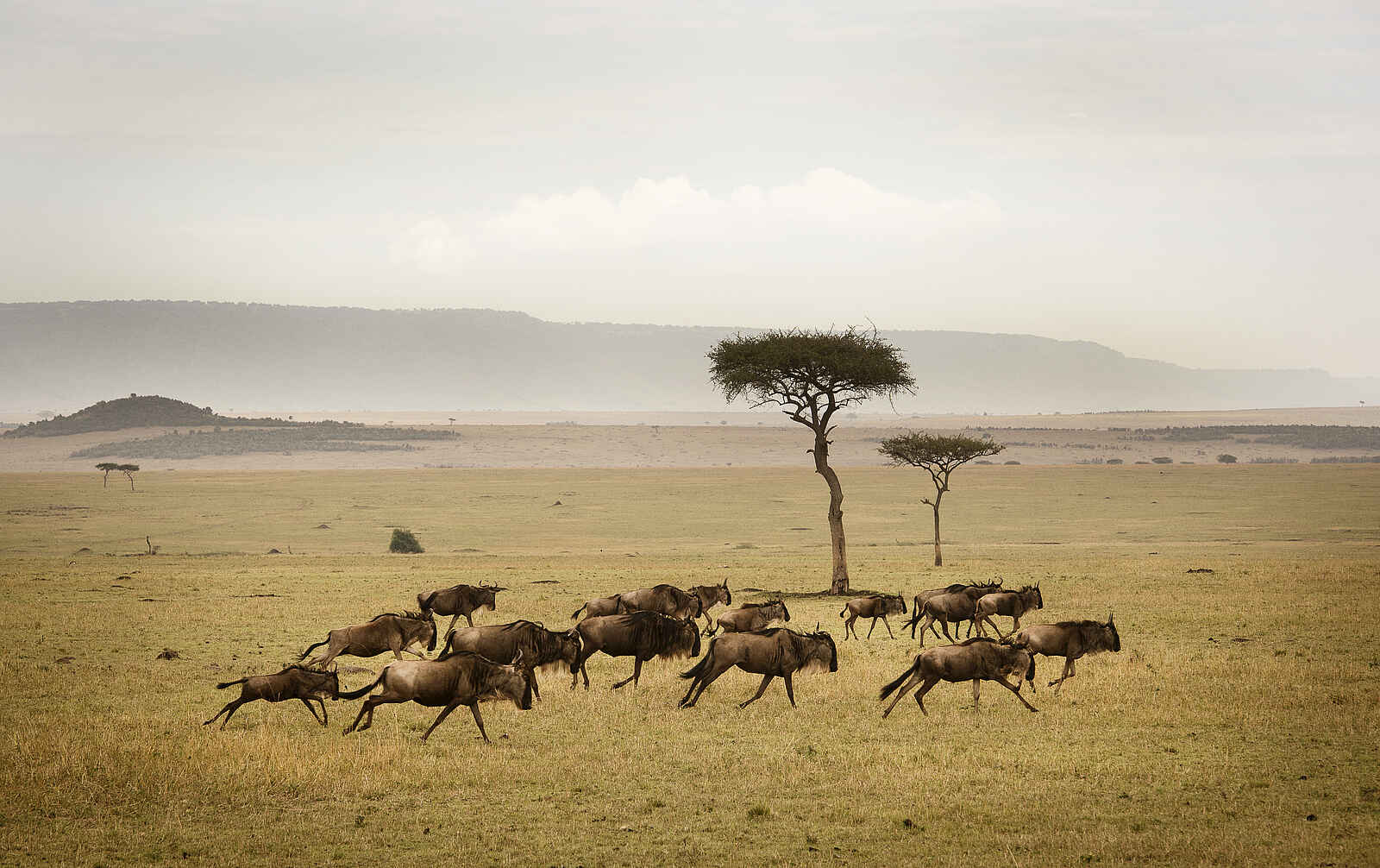 Sayari Camp: Fliehende Gnus Sayari Camp: Fliehende Gnus