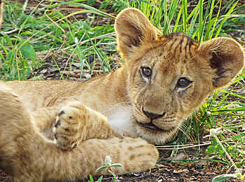 Selous Impala Camp: Löwenjunges