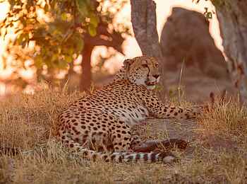 Shinde Footsteps: Gepard Shinde Footsteps: Gepard