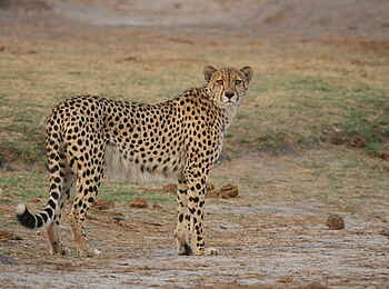 The Hide: Gepard The Hide: Gepard