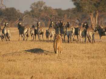 The Hide: Löwin jagt Zebras The Hide: Löwin jagt Zebras
