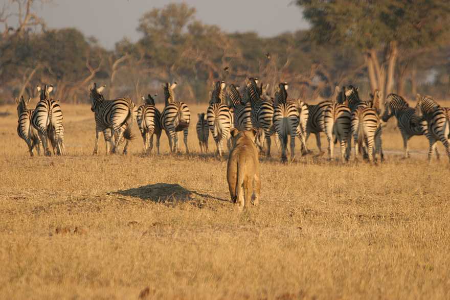 The Hide: Löwin jagt Zebras The Hide: Löwin jagt Zebras