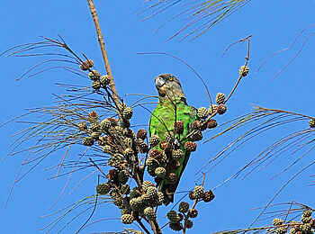 The Manta Resort: Braunkopfpapagei The Manta Resort: Braunkopfpapagei