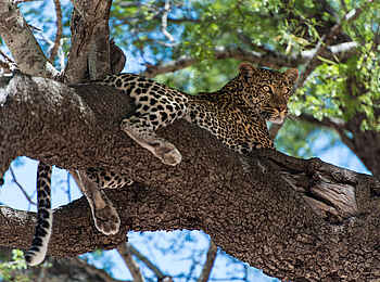 Ulusaba Rock Lodge: Leopard im Baum