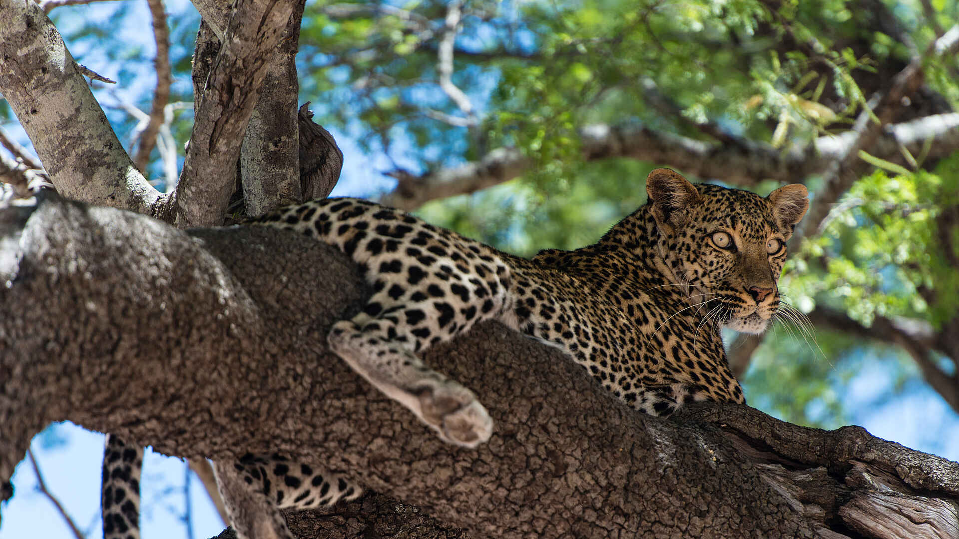 Ulusaba Rock Lodge: Leopard im Baum Ulusaba Rock Lodge: Leopard im Baum