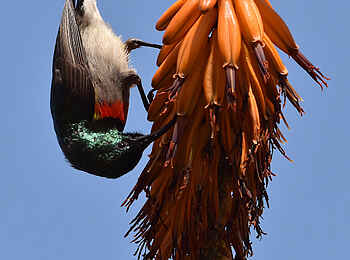 Frog and Fern Cottages: Miombo Double-collared Sunbird - Männlich Frog and Fern Cottages: Miombo Double-collared Sunbird - Männlich