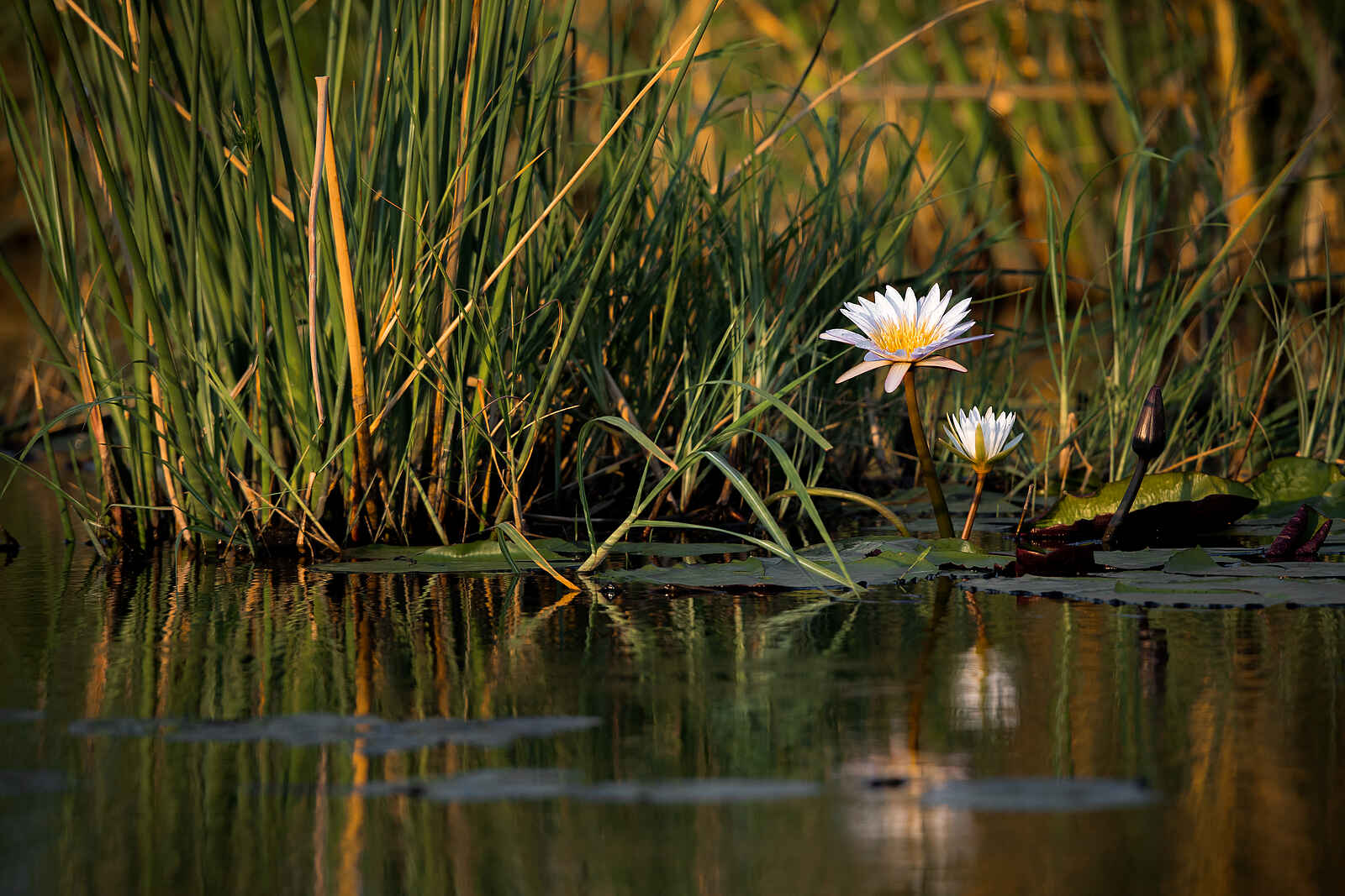 Jackalberry Tented Camp: Seerosen Jackalberry Tented Camp: Seerosen
