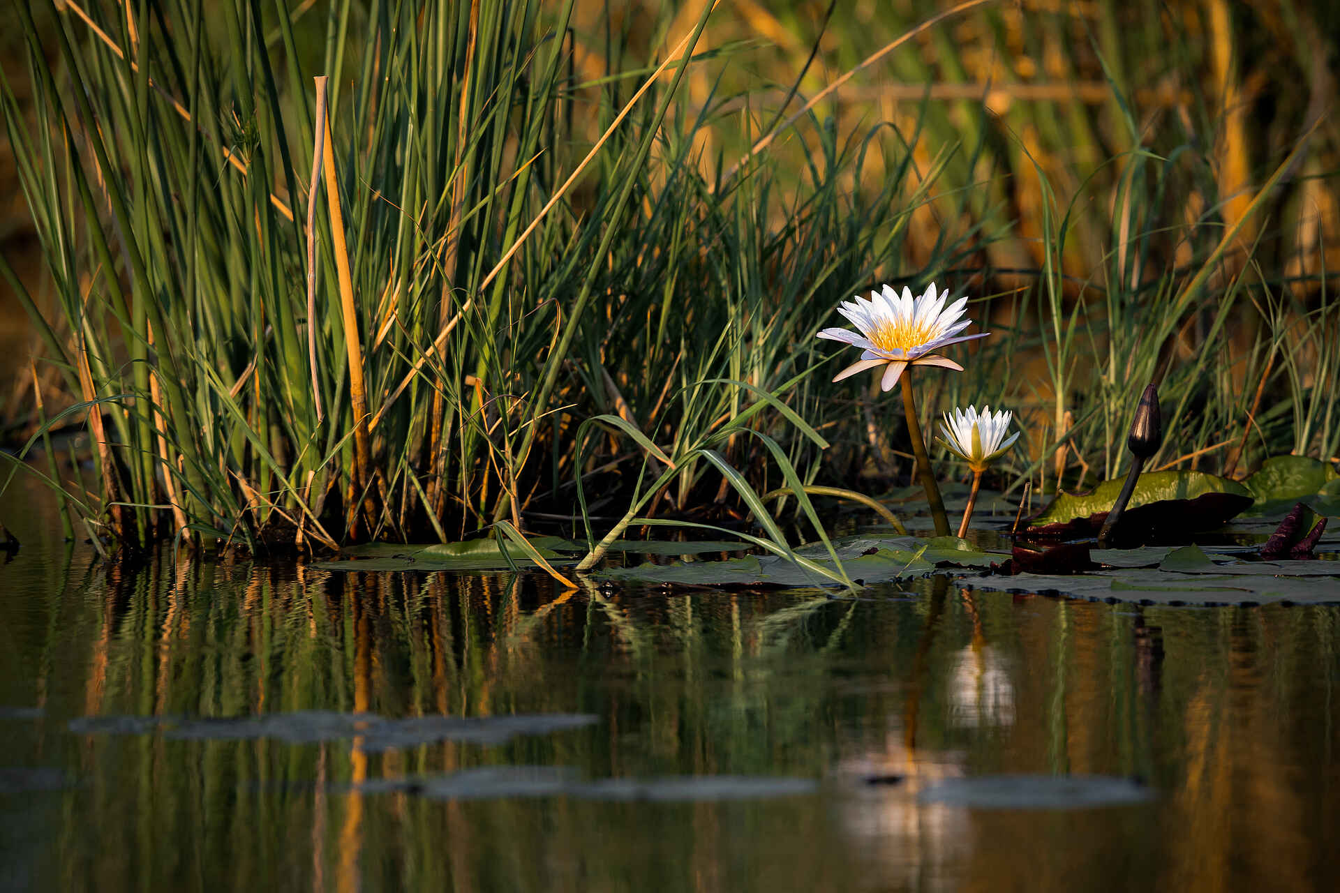 Chantelle Melzer, Jackalberry Tented Camp, Mamili National Park, Nkasa Rupara National Park, Mparamure Island, Seerosen, Wasser, Wasserpflanzen, Afrikarma, Afrikarma Safaris, Afrikarma Safaris. Wildnis. Hautnah., Afrikarma.de