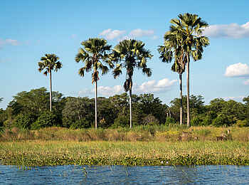 Kuthengo Camp: Wasserböcke Kuthengo Camp: Wasserböcke