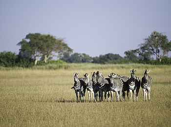 Kwetsani Camp: Zebras Kwetsani Camp: Zebras