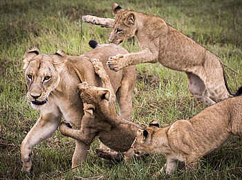 Mombo Camp: Löwin mit ihrem Nachwuchs Mombo Camp: Löwin mit ihrem Nachwuchs