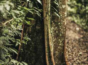 One and Only Nyungwe House: Regenwald One and Only Nyungwe House: Regenwald