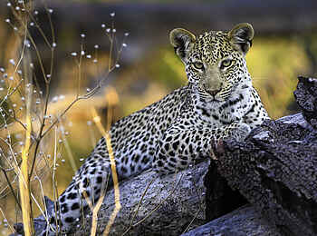 Qorokwe Camp: Leopard Qorokwe Camp: Leopard