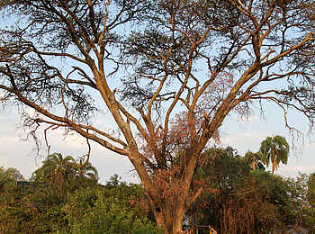 Ruzizi Tented Lodge: Bohlenweg zum Baumhaus-Zelt