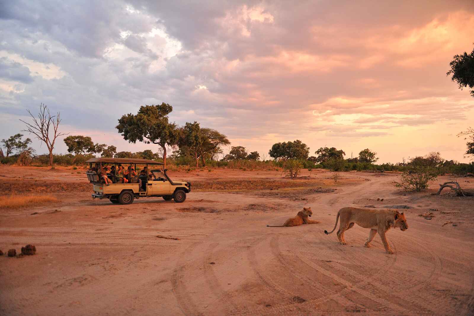 Somalisa Camp: Game drive Somalisa Camp: Game drive