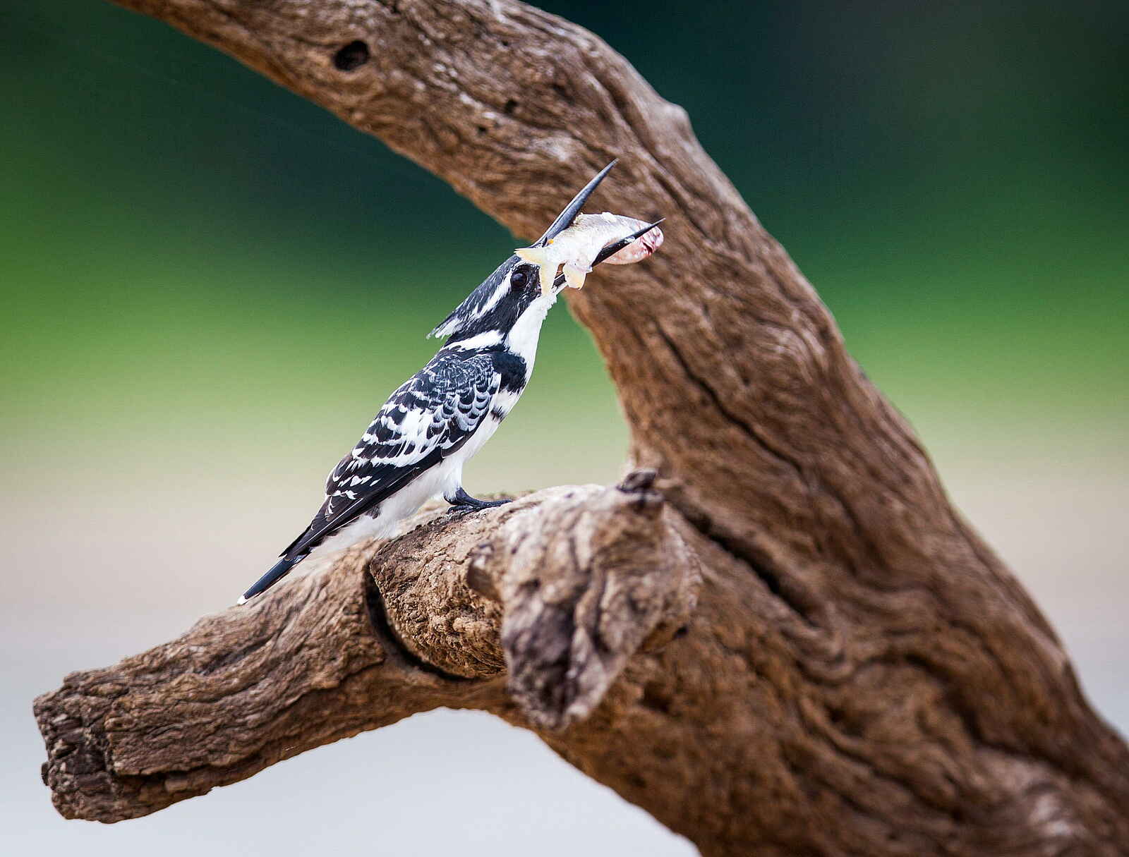 Time + Tide Luwi: Ein Graufischer mit Beute Time + Tide Luwi: Ein Graufischer mit Beute