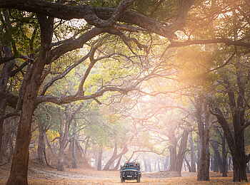 Time + Tide Mchenja: Pirschfahrten im Galeriewald