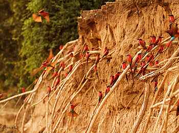 Tusk and Mane Safaris: Karminspintkolonie Tusk and Mane Safaris: Karminspintkolonie