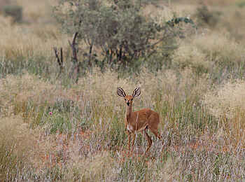 !Xaus Lodge: Steenbock !Xaus Lodge: Steenbock