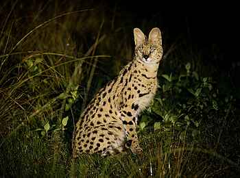 Chelinda Lodge: Serval