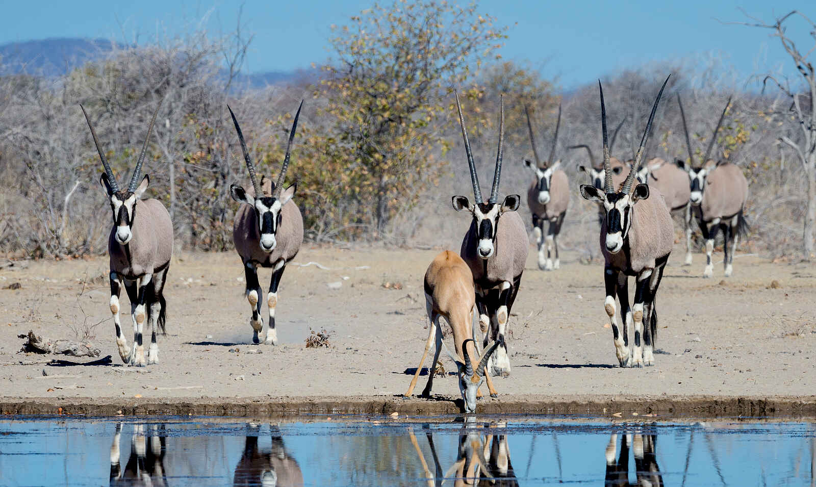 Etosha Mountain Lodge: Antilopen am Wasserloch Etosha Mountain Lodge: Antilopen am Wasserloch