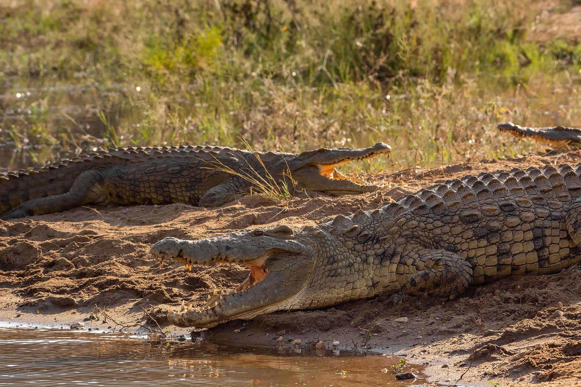 Fothergill Island Luxury Camp: Krokodil