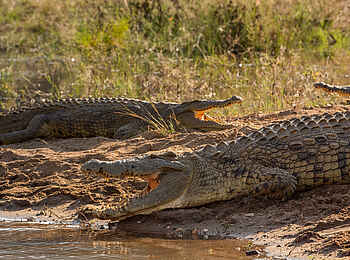 Fothergill Island Luxury Camp: Krokodil