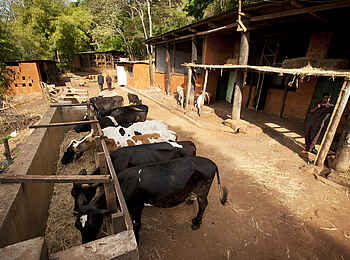 Gibbs Farm: Kühe am Futtertrog