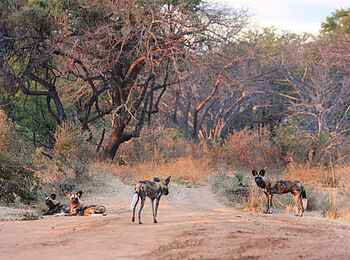Kafunta River Lodge: Wildhunde auf der Zufahrtsstraße