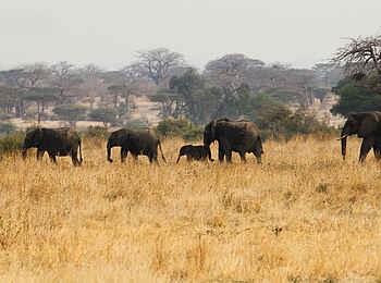 Kigelia Camp: Elefantenherde Kigelia Camp: Elefantenherde