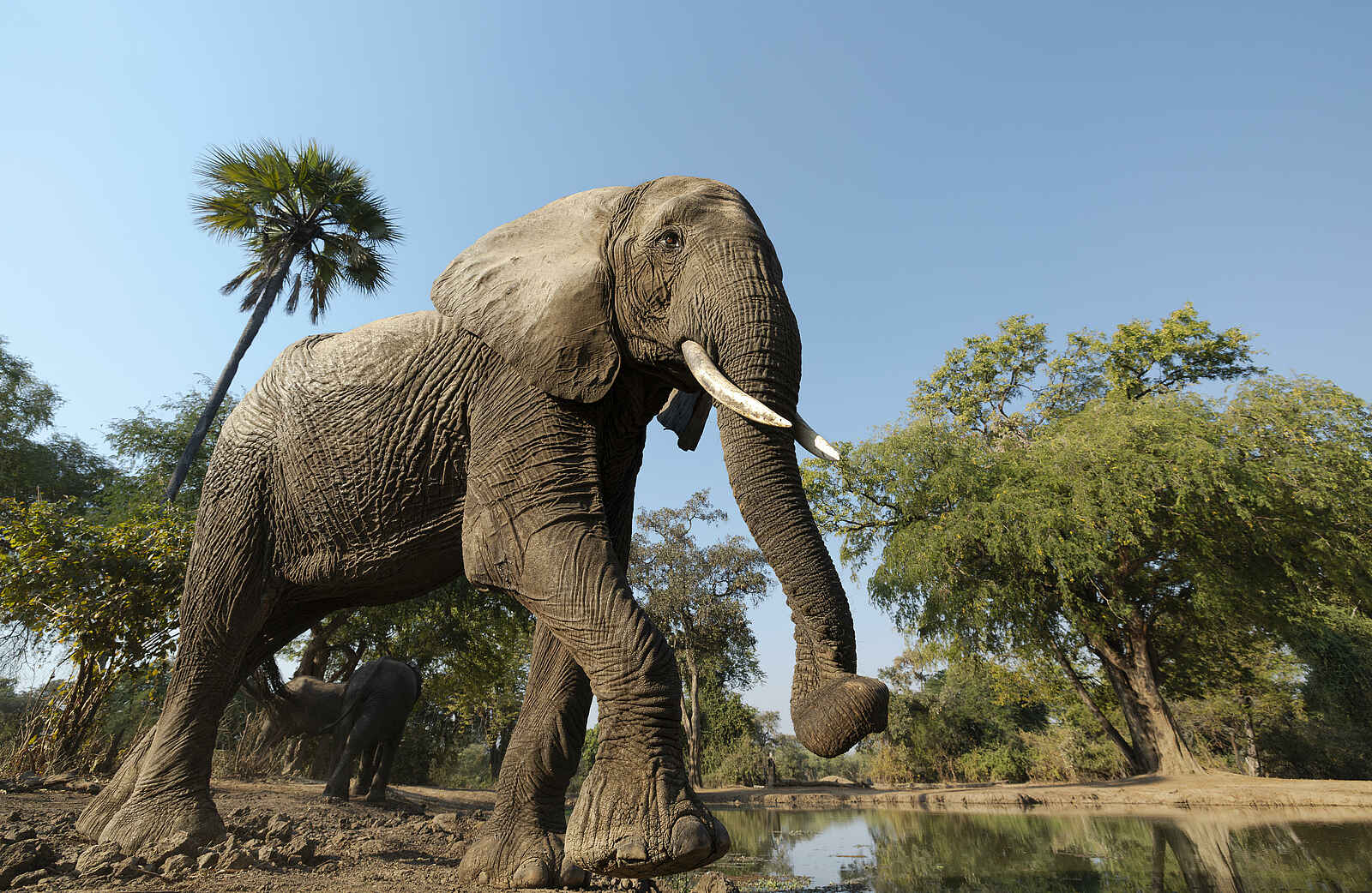 Kulandila Camp: Ein Elefant Kulandila Camp: Ein Elefant