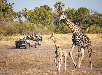 Kwetsani Camp: Giraffe mit Baby