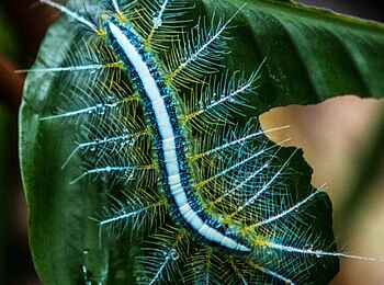 Lango Camp: Faszinierende Flora und Fauna Lango Camp: Faszinierende Flora und Fauna