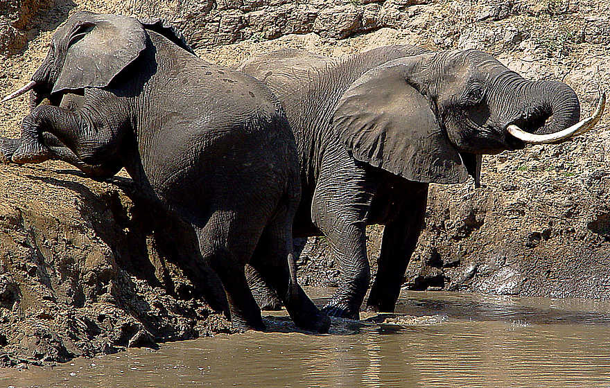 Last Waterhole Hide: Elefanten Last Waterhole Hide: Elefanten