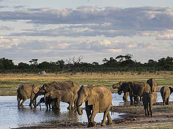 Linkwasha Camp: Elefanten am Fluss Linkwasha Camp: Elefanten am Fluss