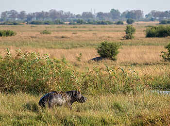 Linyanti Tented Camp: Nilpferd