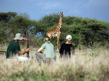Manyara Ranch: Giraffe voraus Manyara Ranch: Giraffe voraus