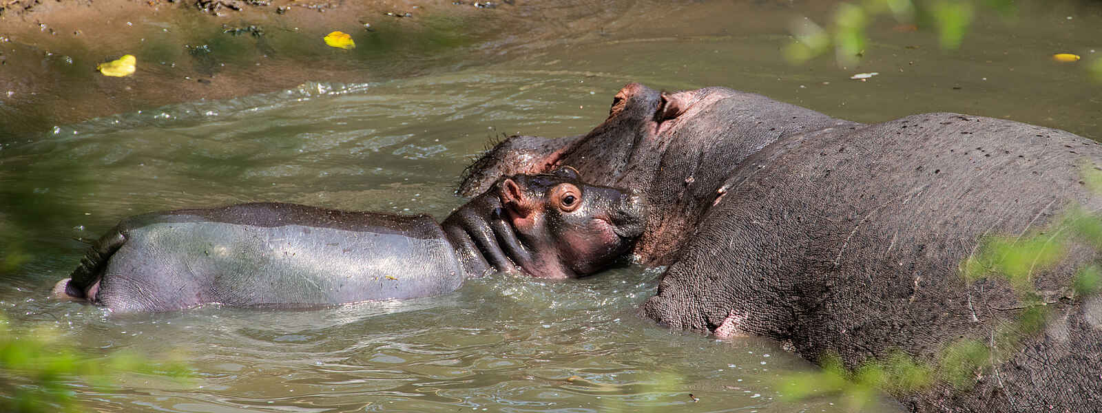 Mara Nyika Camp: Flusspferde Mara Nyika Camp: Flusspferde