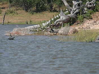 Musango Safari Camp: Krokodil tötet Kudu