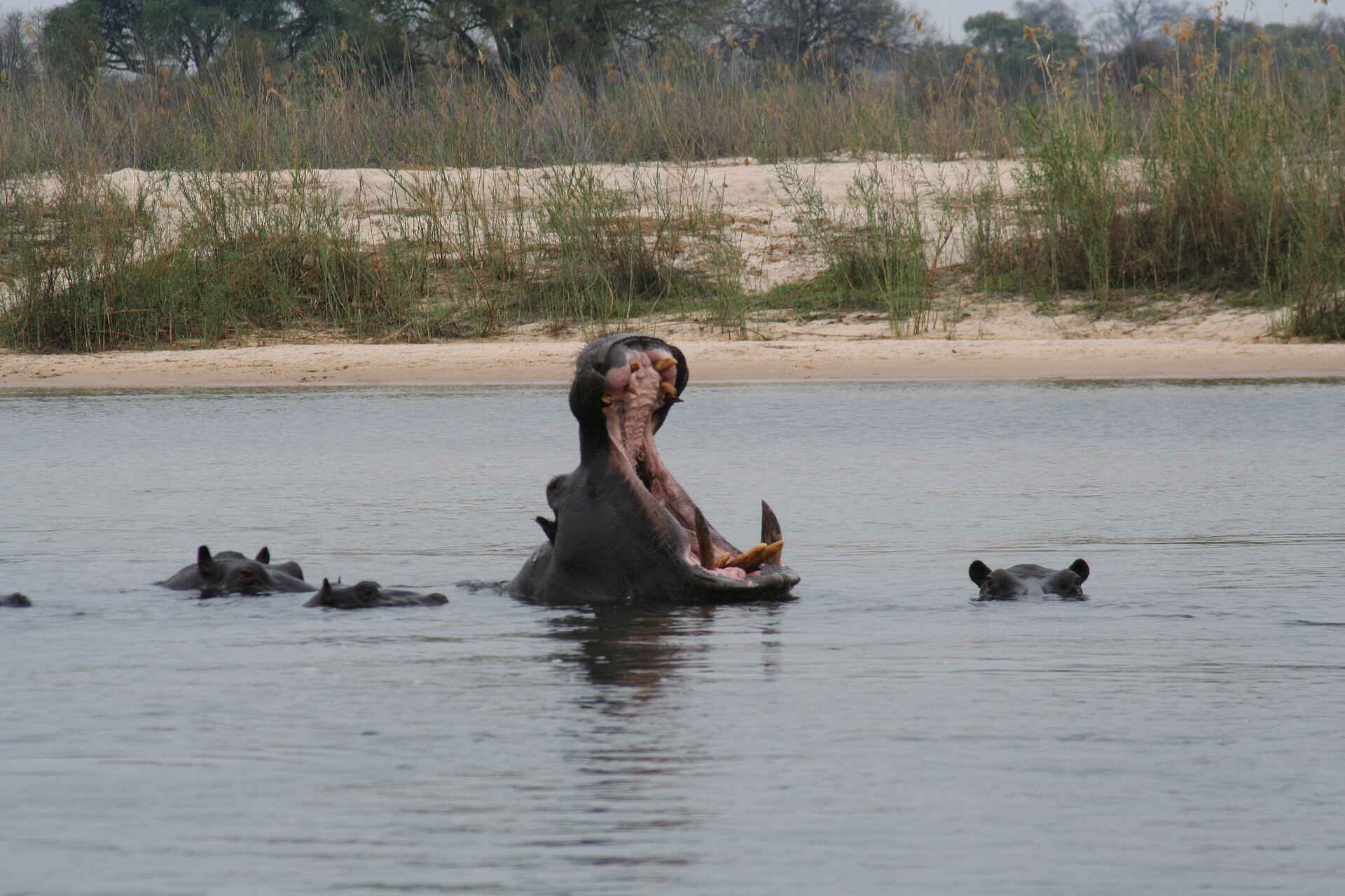 Caprivi, Kavango, Ndhovu Safari Lodge, Okavango, Panhandle, Nilpferd, Afrikarma, Afrikarma Safaris, Afrikarma.de, Horst Kock