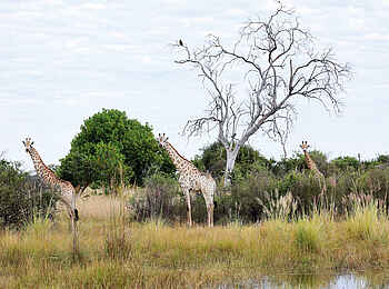 North Island Okavango Safari Camp: Giraffen