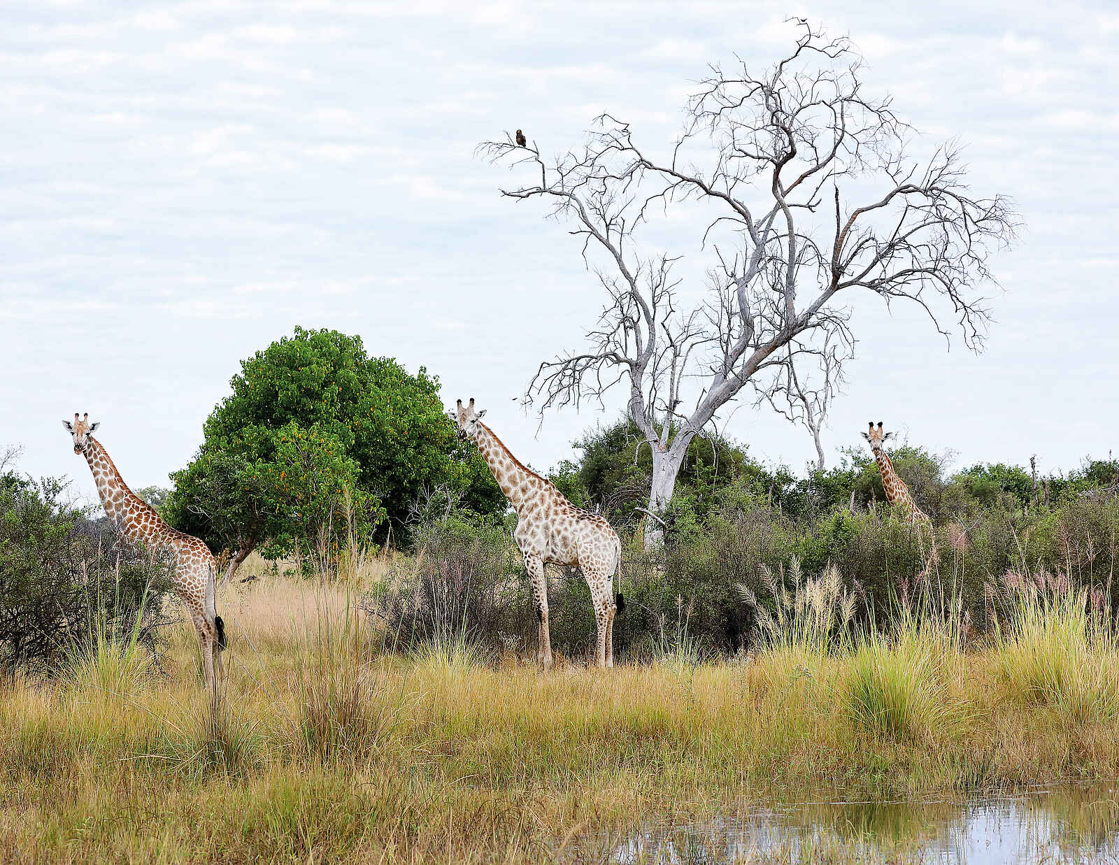 North Island Okavango Safari Camp: Giraffen North Island Okavango Safari Camp: Giraffen