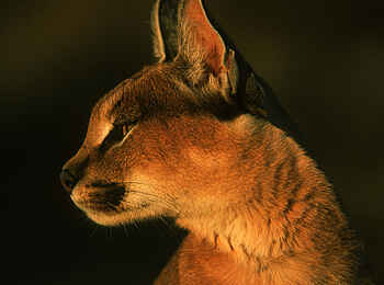 Okonjima Plains Camp: Karakal Okonjima Plains Camp: Karakal